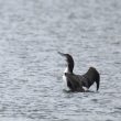 Plongeon imbrin en Haute-Garonne